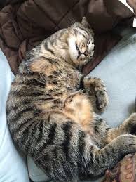 Lanhua Cat Picture 11