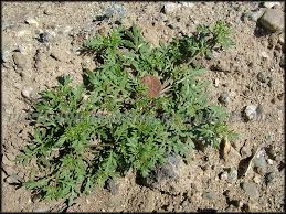 Image result for Coronopus didymus