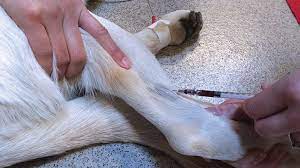 Check spelling or type a new query. Top 5 Tips For Diagnostic Blood Collection Clinician S Brief