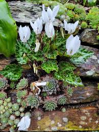 Image result for Cercestis congensis