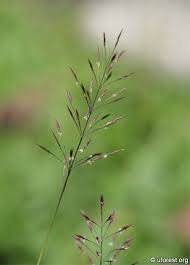 Image result for Chrysopogon