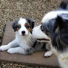 Mini australian shepherd puppies for sale under $200. Miniature Australian Shepherd Puppies Asdr For Sale In Salem Illinois Classified Americanlisted Com