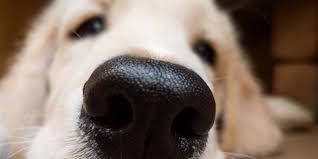 How Strong Is A Dogs Nose