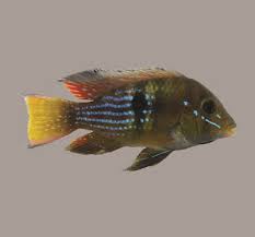 Image result for Gymnosporia oxycarpa