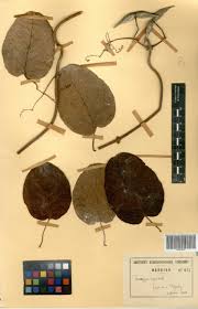 Image result for Tacazzea