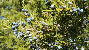 Shrubs that deer usually ignore. Which Evergreen Trees And Shrubs For Privacy Are Deer Resistant Unh Extension