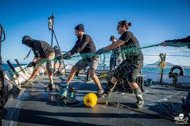 Some Of The Many Ghost Nets Being Removed By Our Crew In The Gulf Of California Operation Milagro Sea Shepherd Cr Gulf Of California Sea Shepherd Marine Life