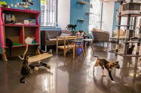 Residencias para perros y gatos en valencia, (valència, españa). Para Los Amantes De Los Gatos Ruta De Cat Cafes Por Espana