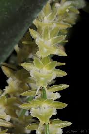 Image result for Diaphananthe pellucida