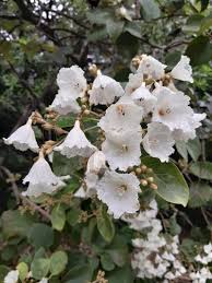 Image result for Cordia africana