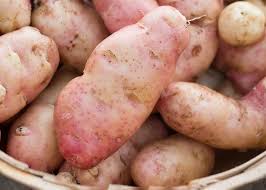 Yellow or withering leaves may indicate the need for additional fertilizer. How To Plant Grow Care For Potatoes Sarah Raven