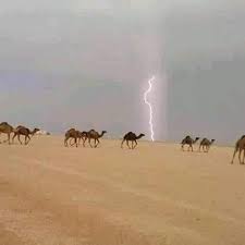 الإبــل في لـيـبـيـا الصفحة الرئيسية فيسبوك