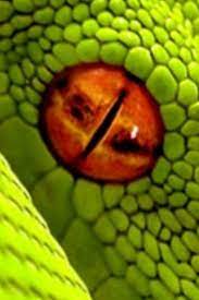 Snake Eye Snake Eyes Snake Horror Art