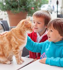 Visit your local santa rosa petsmart store for essential pet supplies like food, treats and more from top brands. Veterinarians In Santa Rosa Ca Vca Petcare East Veterinary Hospital