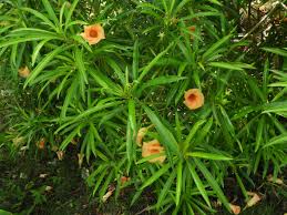 Image result for Cascabela