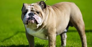 Anjing Bulldog Cara Merawat Pakan Harga Jual Lengkap