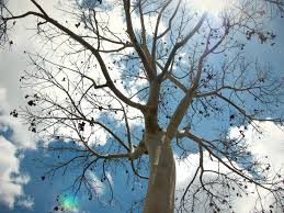 Image result for Sterculia appendiculata