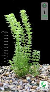 Image result for Limnophila crassifolia