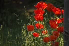 Germination should occur in about two weeks. Growing Poppies In Pots From Seed A Planting Guide Gardening Tips