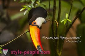 Maybe you would like to learn more about one of these? Syurga Burung