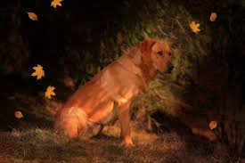 Fox red lab puppies for sale in ohio. Fox Red Labrador Amazing Facts About The Fox Red Lab Labrador Loving Souls