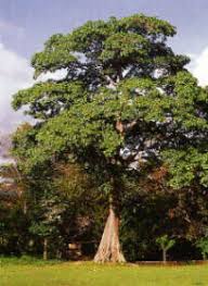 Image result for Sterculia subviolacea