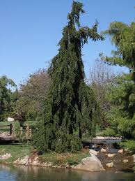 Maybe you would like to learn more about one of these? Conifers Weeping