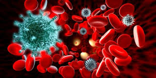 Ketika umurnya berakhir, sel darah merah akan dieliminasi melalui sistem peredaran darah saat seseorang mengalami penyakit kronis, umur sel darah merah pun akan berkurang. Inilah Vitamin Dan Makanan Terbaik Untuk Menambah Sel Darah Putih Semua Semua Semuanya