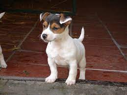 Jack Russell Jack Russell Cute Dogs Jack Russell Terrier