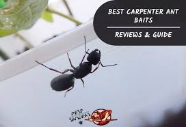 What is a carpenter ant's reproductive cycle? Best Carpenter Ant Baits Reviews Guide Indoor And Outdoor Pest Samurai