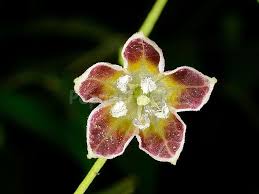 Image result for Bulbostylis sp.no.6