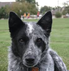 Black And White Cattle Dog Lab Mix 2018 Submission Diego Australian Cattle Dog Mix Australian Cattle Dog Mix Cattle Dogs Mix Australian Cattle Dog