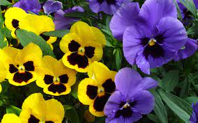 15 Pansy Flower Images Free Top Collection Of Different Types Of Flowers In The Images Hd