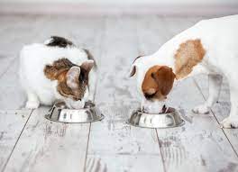 Maybe you would like to learn more about one of these? A Veterinarian S Perspective On Grain Free Dog Foods And Grain Free Cat Foods Petmd