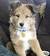 Labrador Golden Retriever Puppies