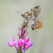 Image result for Melitaea cinxia