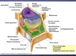 We did not find results for: Cell Organelles Differences Between Prokaryotic Eukaryotic Cells Bacterial