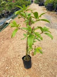 Maybe you would like to learn more about one of these? Pokok Ciku Subang Home Furniture Gardening On Carousell