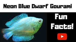 They are known for their beauty in blueish and dashing bright color and may also be seen to have stripes of red that run along their bodies. Neon Blue Gourami Fun Facts Youtube