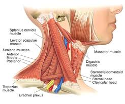 The following are some terms relating to muscle features that are used in. Muscles Of The Neck Bodysmart