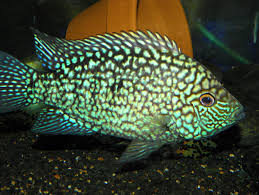 Can south american cichlids go with angelfish? North American Native Fishtanks Texas Cichlids And More Genera Herichthys And