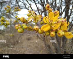 Image result for Senna singueana