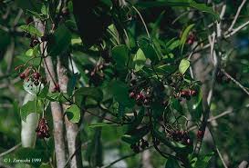 Image result for Secamone retusa