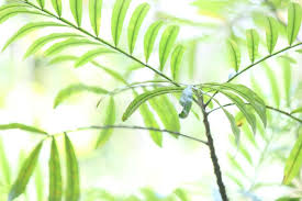 Image result for Filicium decipiens