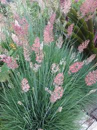 Image result for Melinis nerviglumis