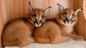 Puppies & babies & kitties oh my! Caracal Zooborns