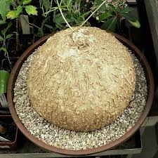 Image result for Trochomeria macrocarpa