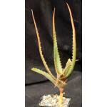 Image result for Aloe cameronii × greatheadii