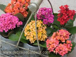 Pin By Flora Richards Gustafson On Succulent Chic Kalanchoe Blossfeldiana Succulents In Containers Succulents