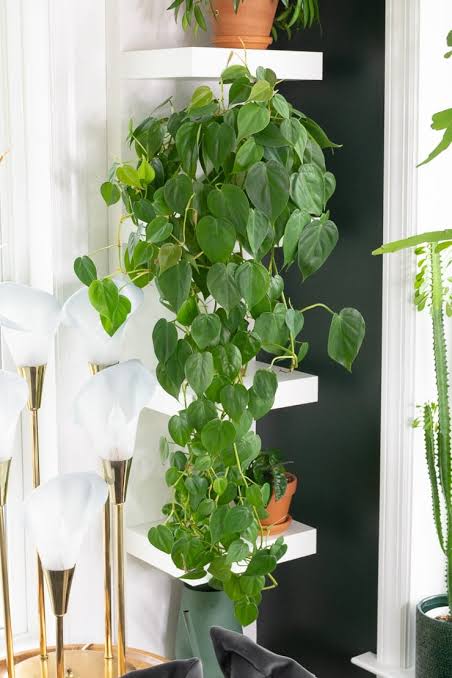 Heartleaf Philodendron